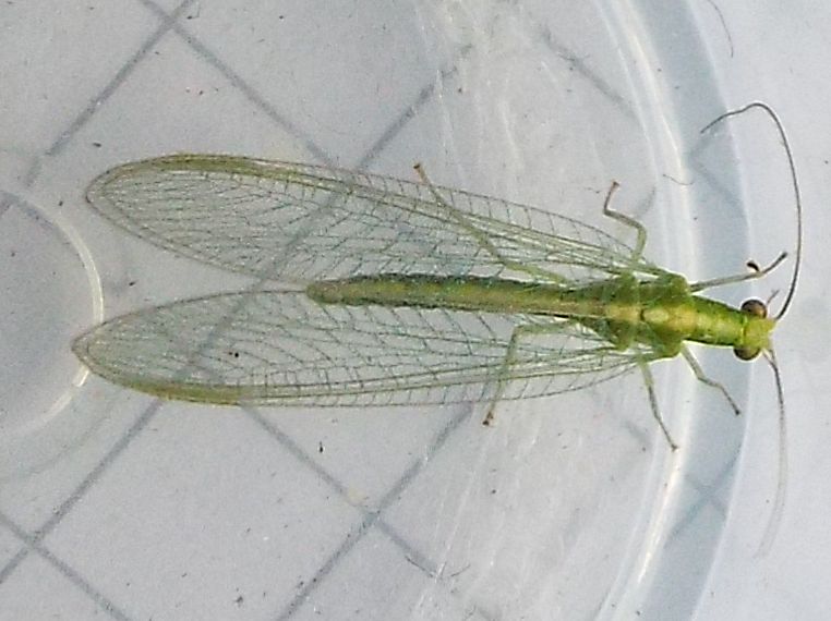 Chrysoperla sp.